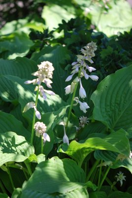 Hosta lancifolia - bohyška japonská - květenství